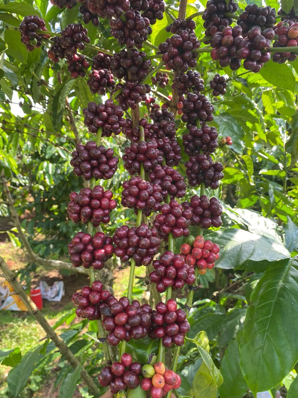 Chùm cherry chín đỏ