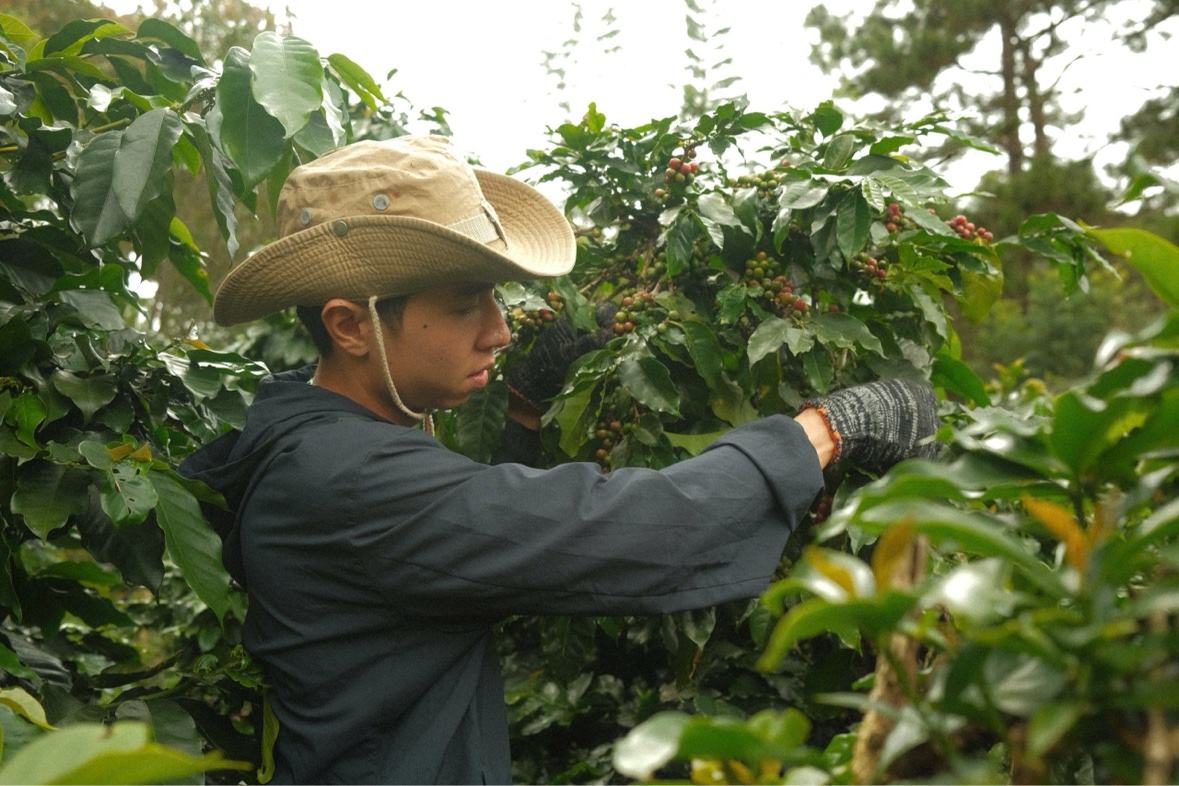 Hái cherry bằng tay tại vườn