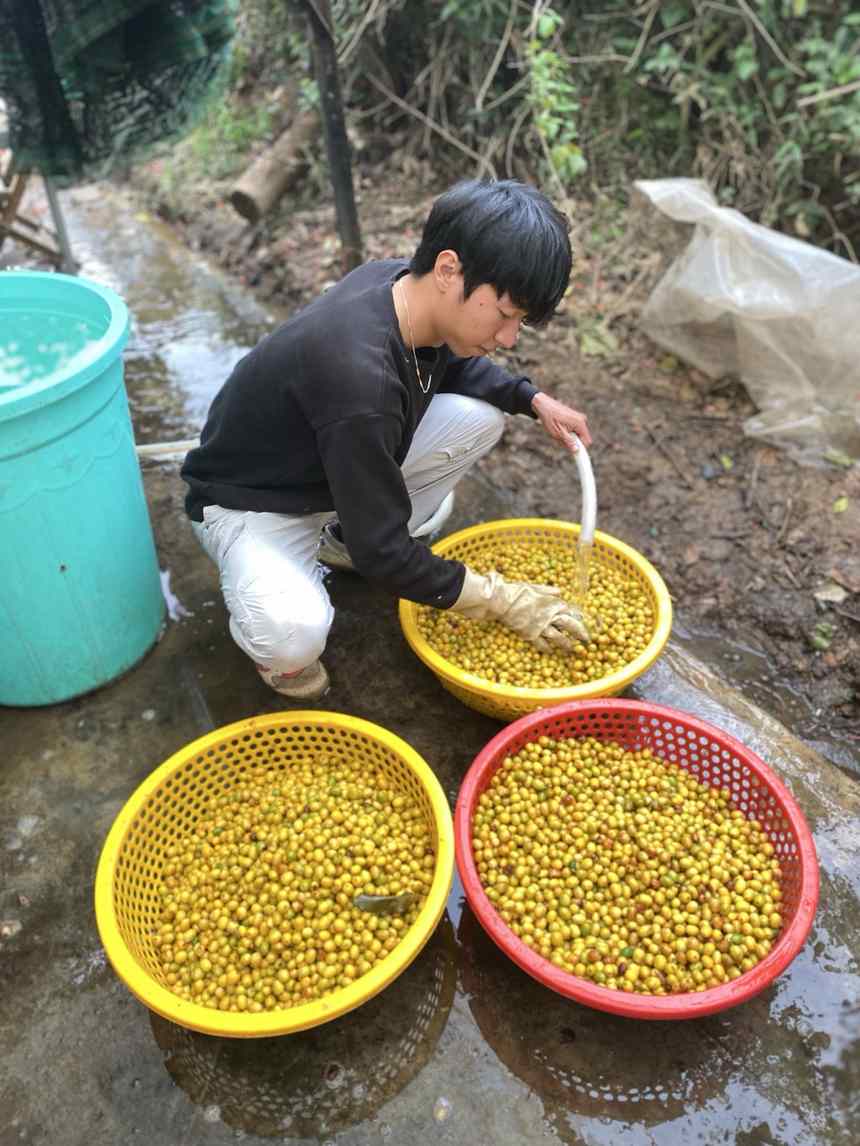 Rửa và tuyển cherry sau khi hái