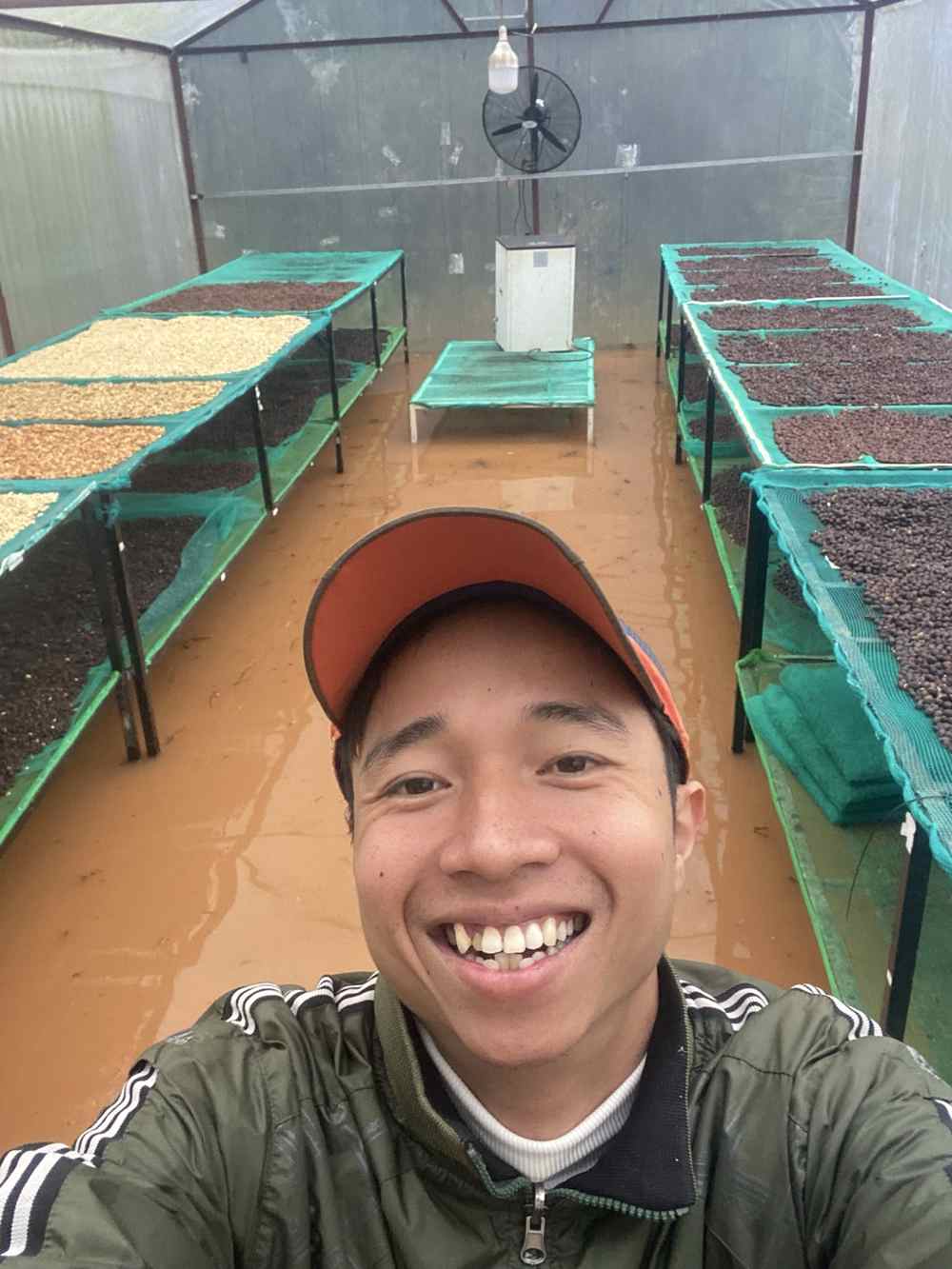 Phơi cà phê trên giàn trong nhà lồng