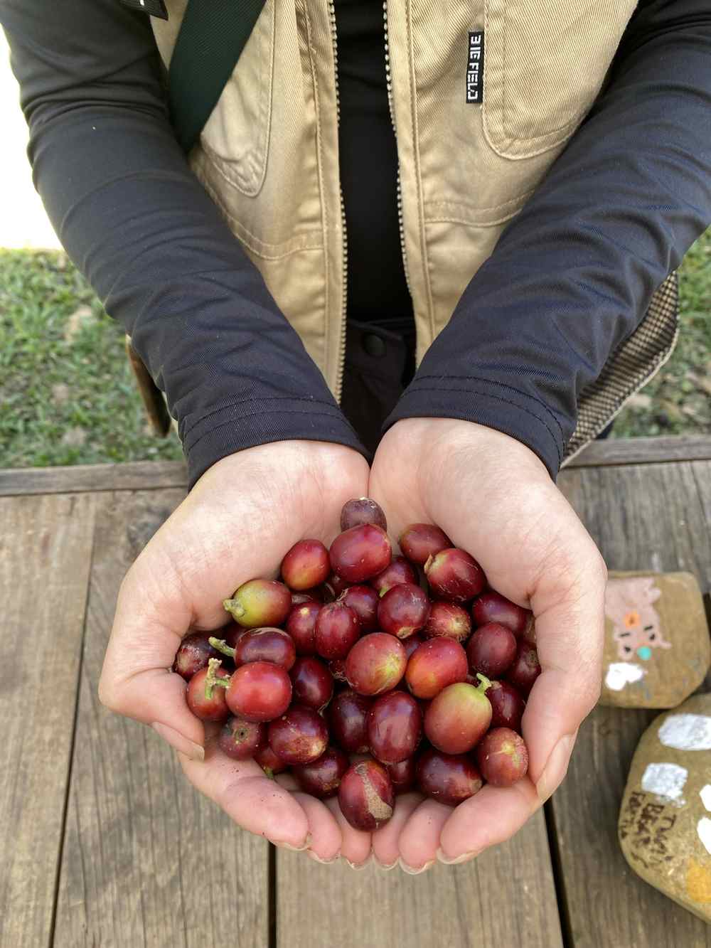Nắm cherry chín đỏ trên tay